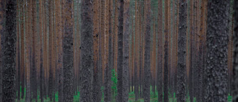 What Can You Do With Thinned Pine Trees?